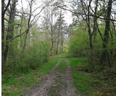 Course solidaire : balade en vélo en forêt